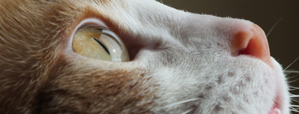 gatito