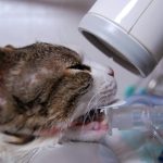 Dentista Veterinario - odontologia
