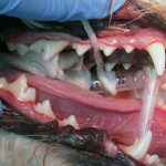 Dentista Veterinario - odontologia